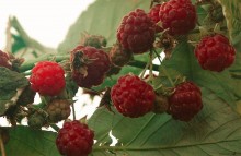 Красный цвет сентября