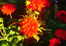 Красный цвет сентября