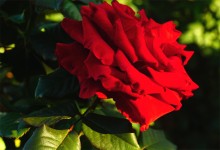 Красный цвет сентября