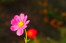 Красный цвет сентября