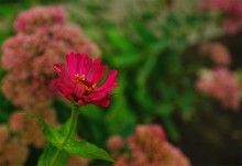 Красный цвет сентября