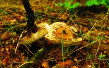 Грибы и ранняя осень на Кундрючьей