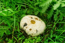 Грибы и ранняя осень на Кундрючьей