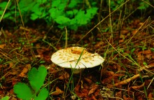 Грибы и ранняя осень на Кундрючьей