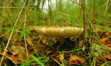 Грибы и ранняя осень на Кундрючьей