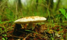 Грибы и ранняя осень на Кундрючьей