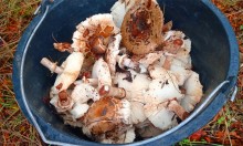 Грибы и ранняя осень на Кундрючьей