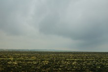 Грибы и ранняя осень на Кундрючьей