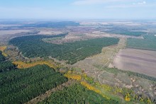 Большинский лес на Калитве