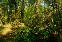 Большинский лес на Калитве