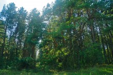 Большинский лес на Калитве