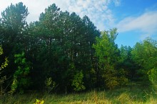 Большинский лес на Калитве