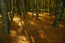 Большинский лес на Калитве