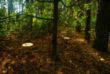 Большинский лес на Калитве