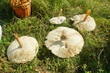 Большинский лес на Калитве