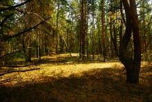 Большинский лес на Калитве