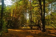 Большинский лес на Калитве