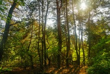 Большинский лес на Калитве