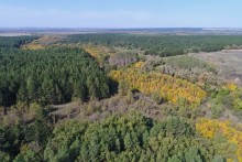 Большинский лес на Калитве