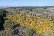 Большинский лес на Калитве