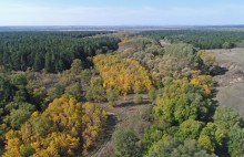 Большинский лес на Калитве