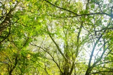 Большинский лес на Калитве