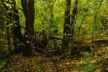 Большинский лес на Калитве