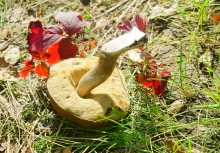 Большинский лес на Калитве