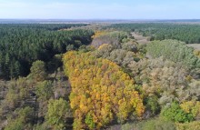 Большинский лес на Калитве