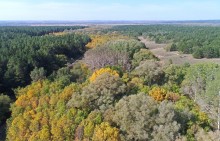 Большинский лес на Калитве