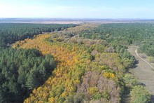 Большинский лес на Калитве