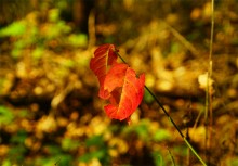 Большинский лес на Калитве