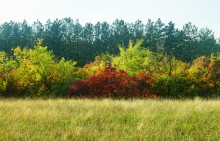 Большинский лес на Калитве