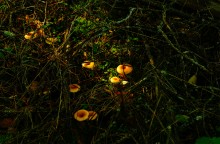 Большинский лес на Калитве