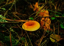 Большинский лес на Калитве