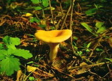 Большинский лес на Калитве