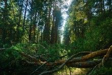 Большинский лес на Калитве