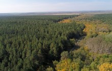 Большинский лес на Калитве