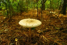 Большинский лес на Калитве