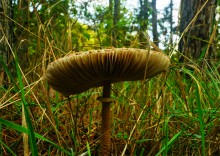 Большинский лес на Калитве