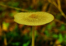 Большинский лес на Калитве