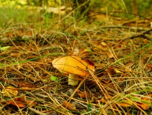 Большинский лес на Калитве