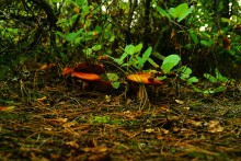 Большинский лес на Калитве