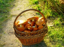 Большинский лес на Калитве