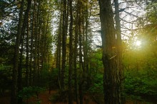 Большинский лес на Калитве