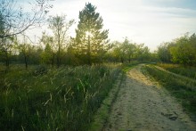 Большинский лес на Калитве