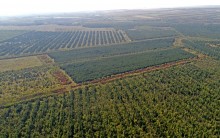 Большинский лес на Калитве