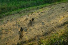 Большинский лес на Калитве