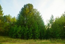 Большинский лес на Калитве