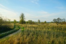 Большинский лес на Калитве